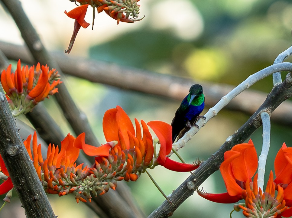 Zafiro Golondrina - ML609710091