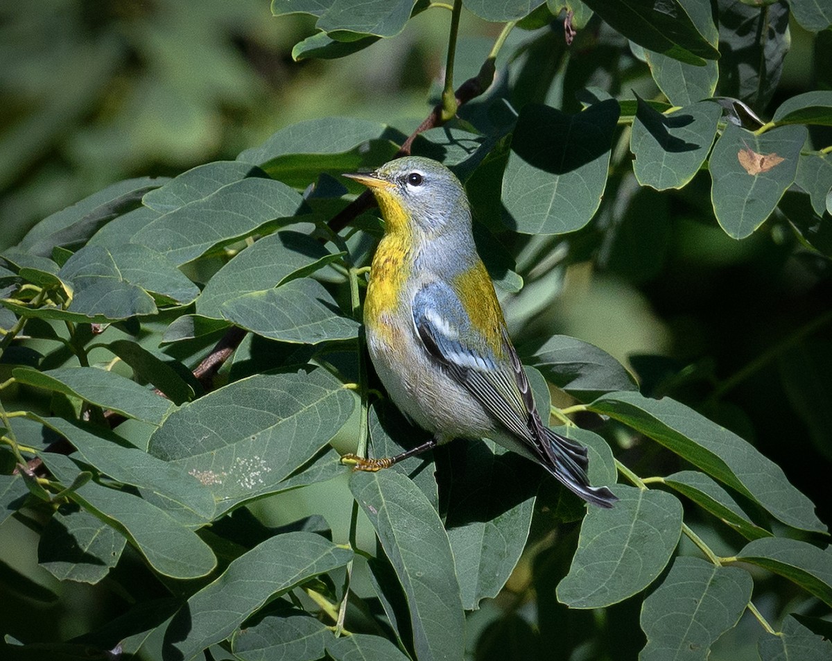 Northern Parula - ML609710093