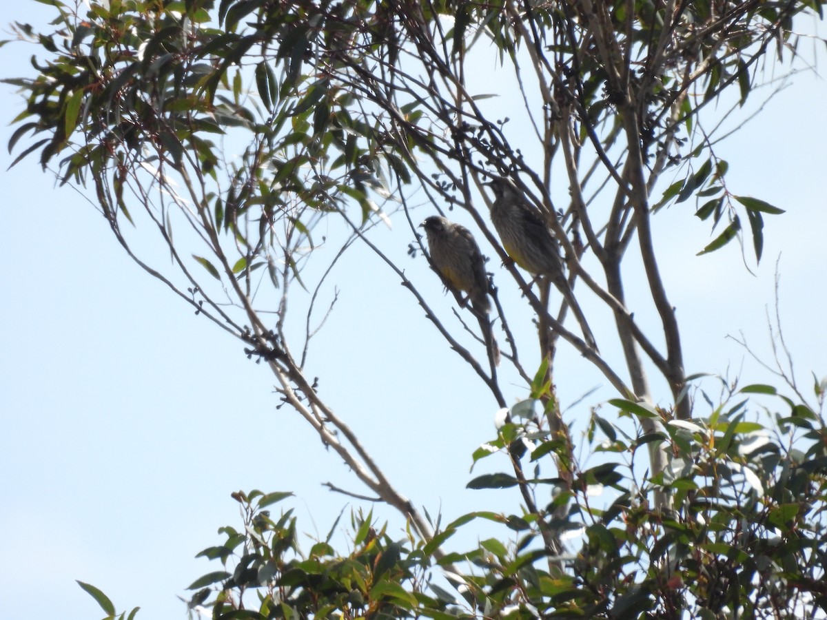 Red Wattlebird - ML609710094