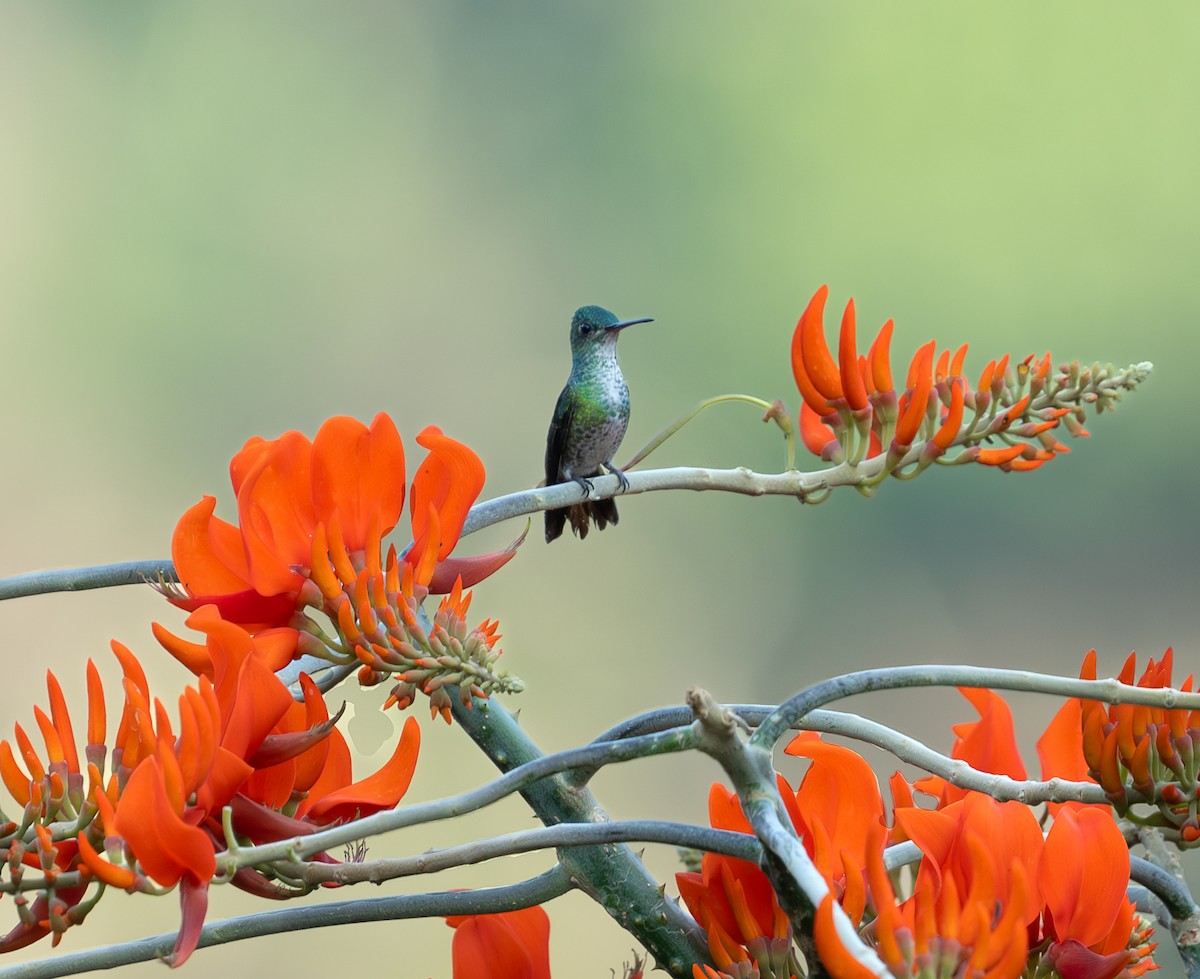 Many-spotted Hummingbird - Julie Davis