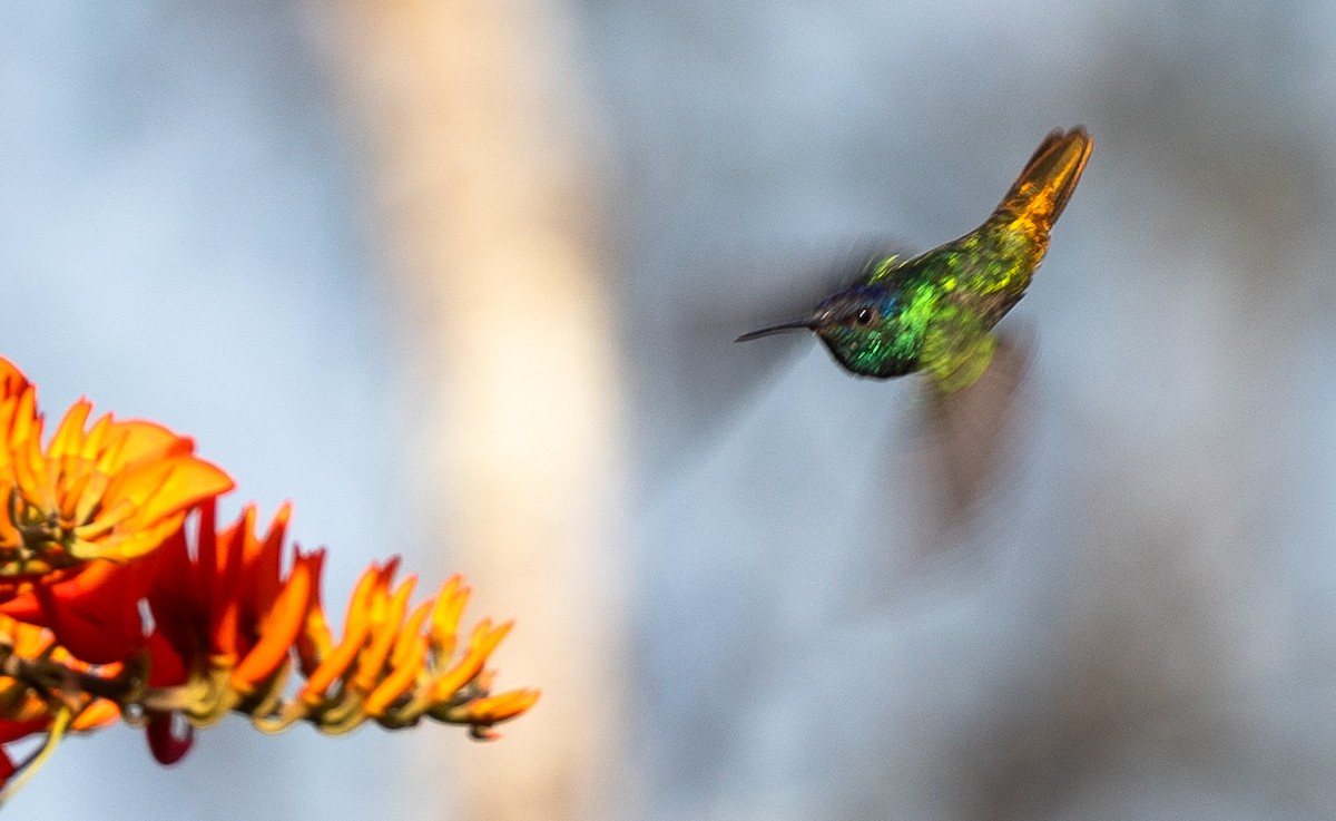 kolibřík zlatochvostý - ML609710115