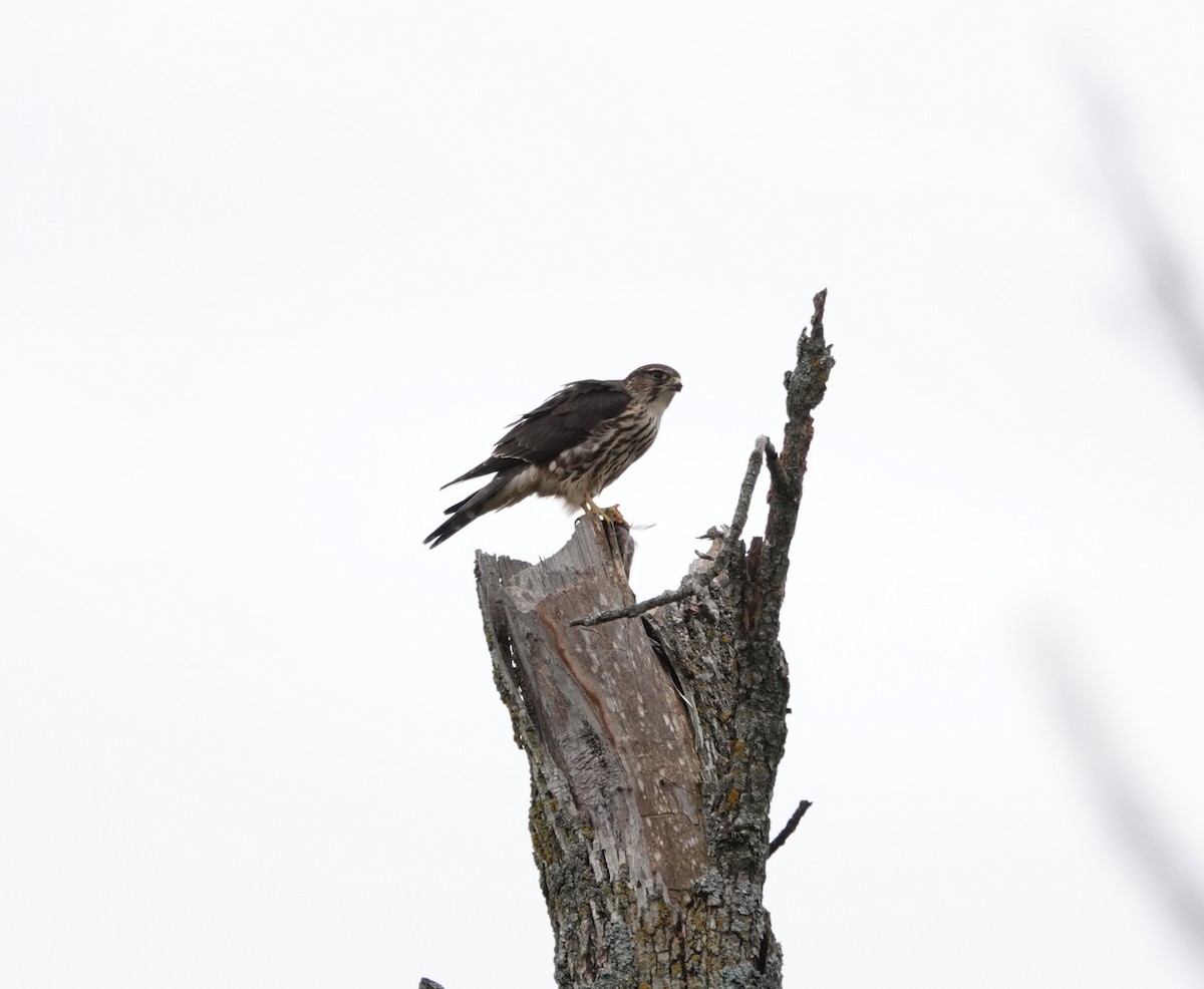Merlin - ML609710116