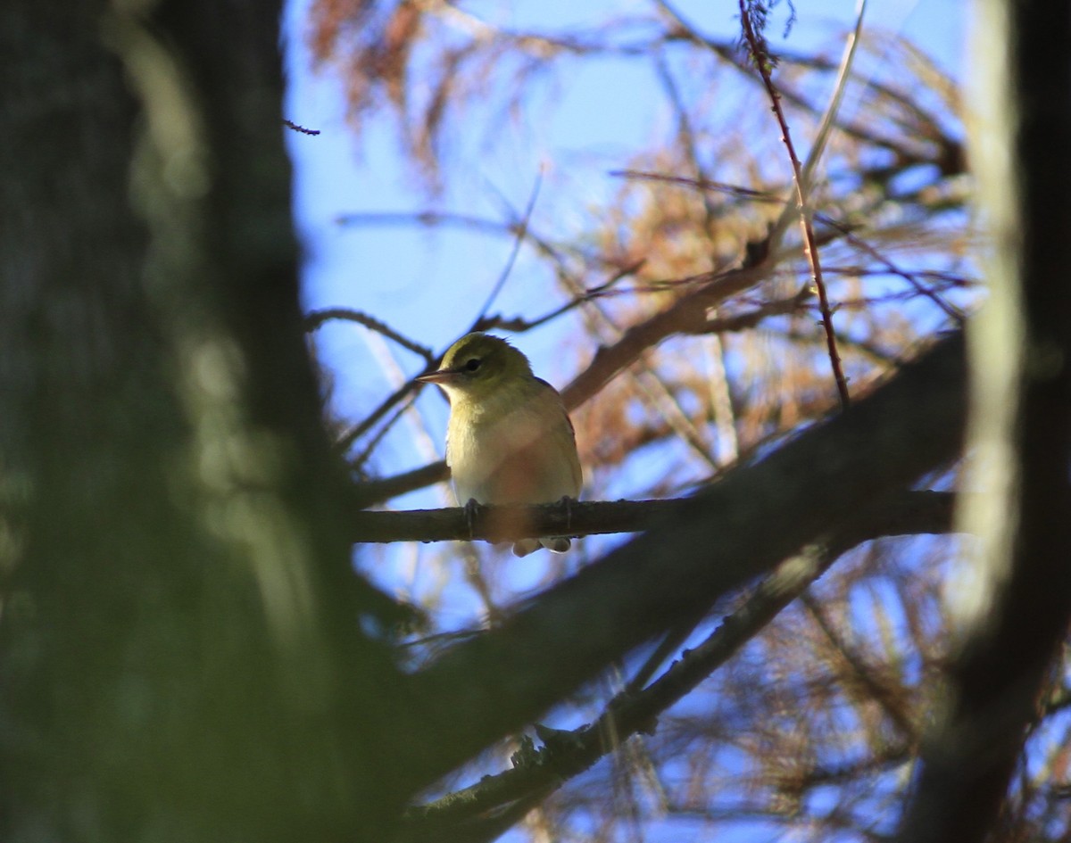 Bay-breasted Warbler - Matt Robertson