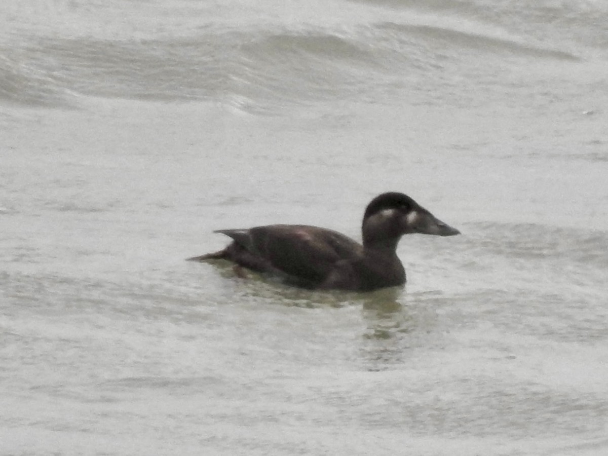 Surf Scoter - ML609710257