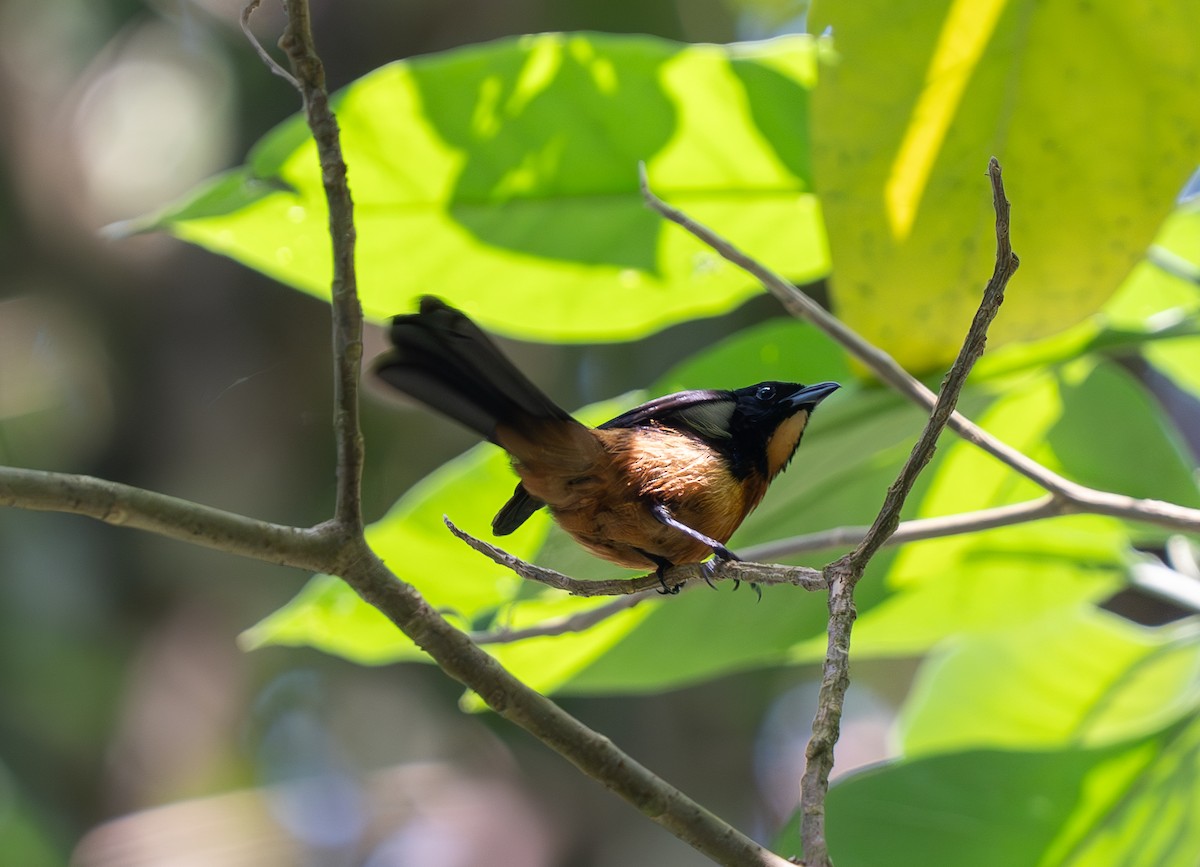 Yellow-crested Tanager - ML609710267