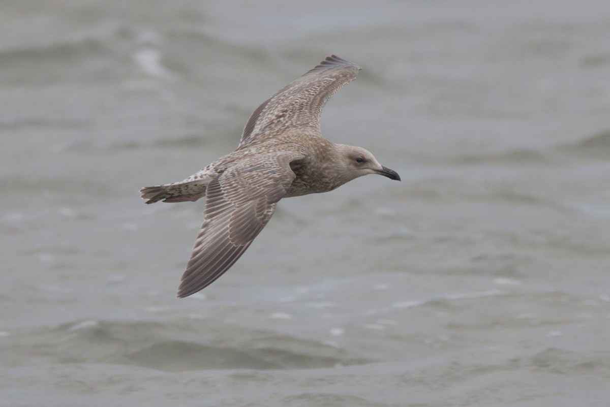 Gaviota Argéntea (europea) - ML609710295