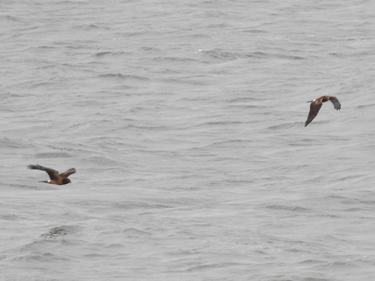 Northern Harrier - ML609710312