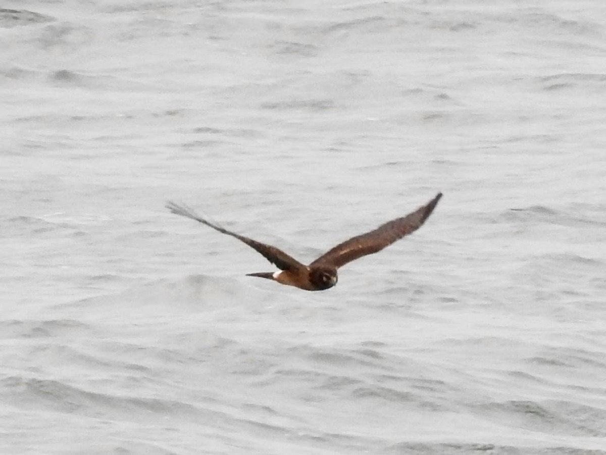 Northern Harrier - ML609710313