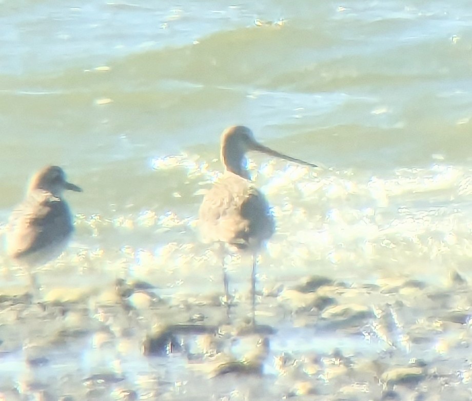 Hudsonian Godwit - ML609710347