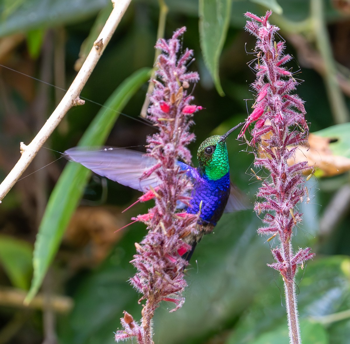 Fork-tailed Woodnymph - ML609710371