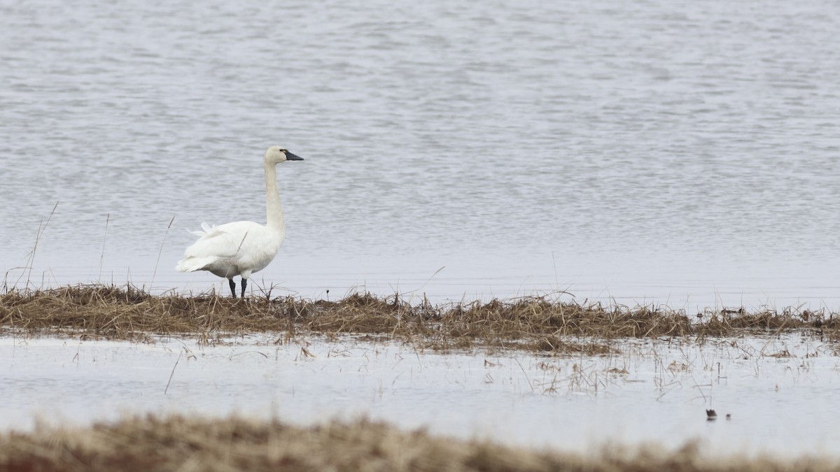 Tundra Swan - ML609710409