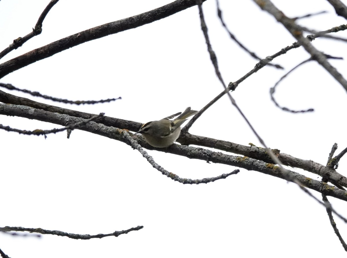 Golden-crowned Kinglet - ML609710410
