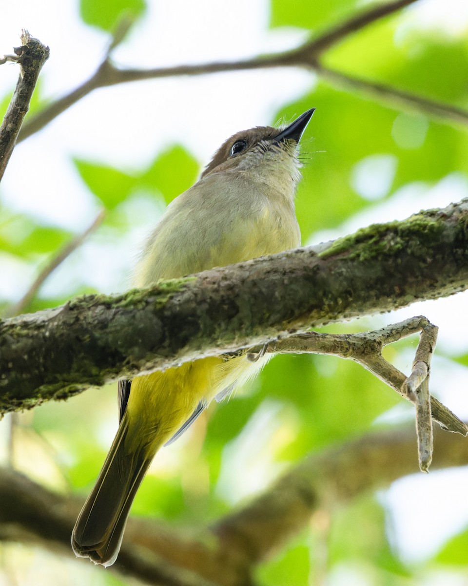 Sulphur-bellied Whistler - ML609710773