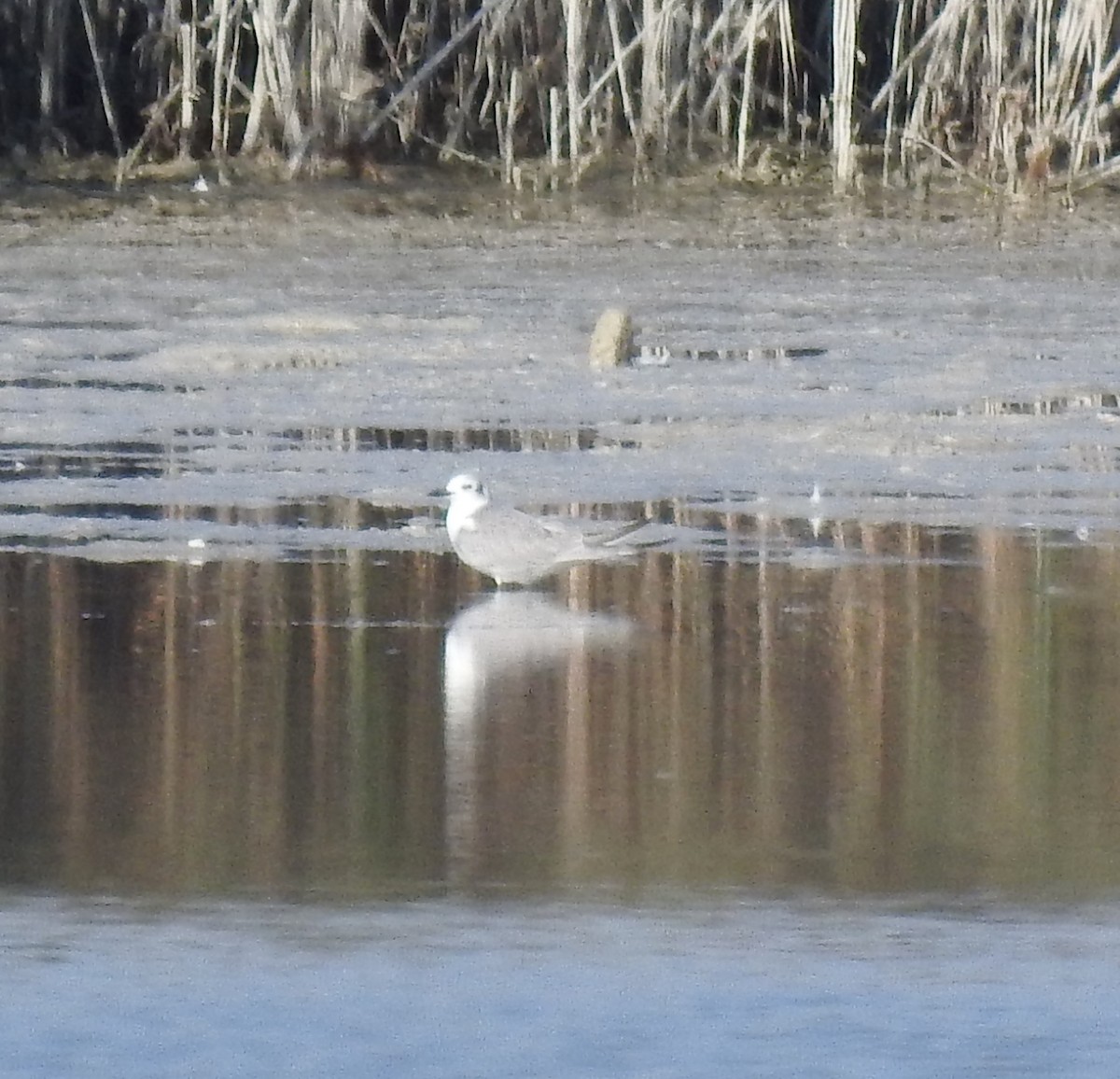 White-winged Tern - ML609710826