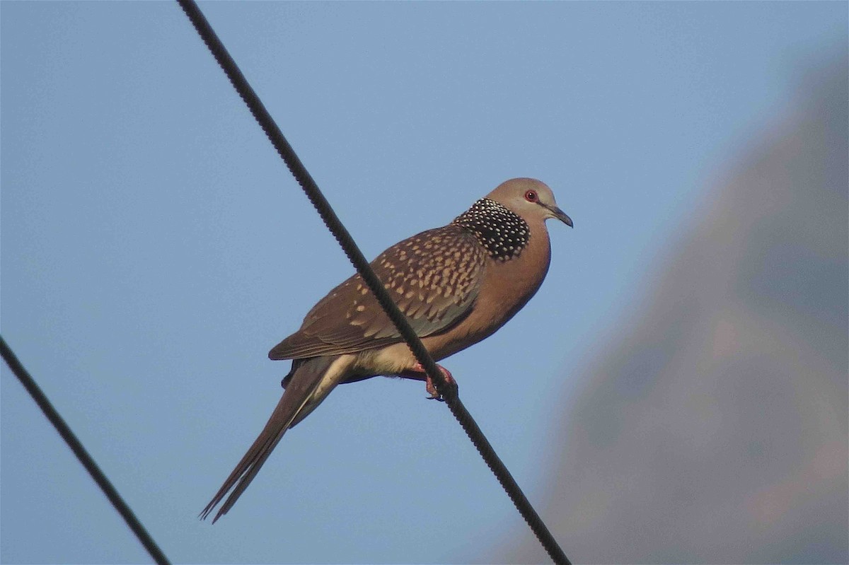 Spotted Dove - ML609710881