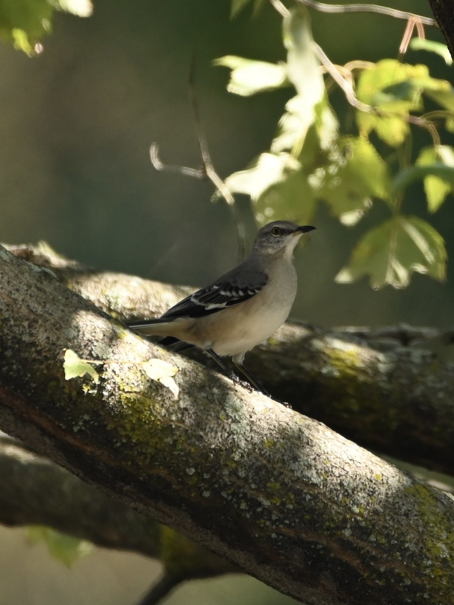 Northern Mockingbird - ML609710886