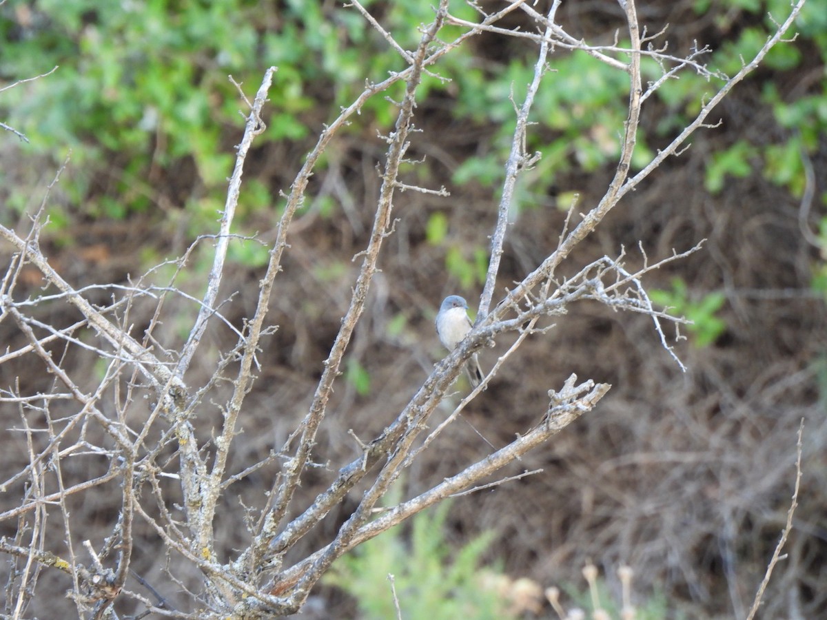 Sardinian Warbler - Rebecca  Hart