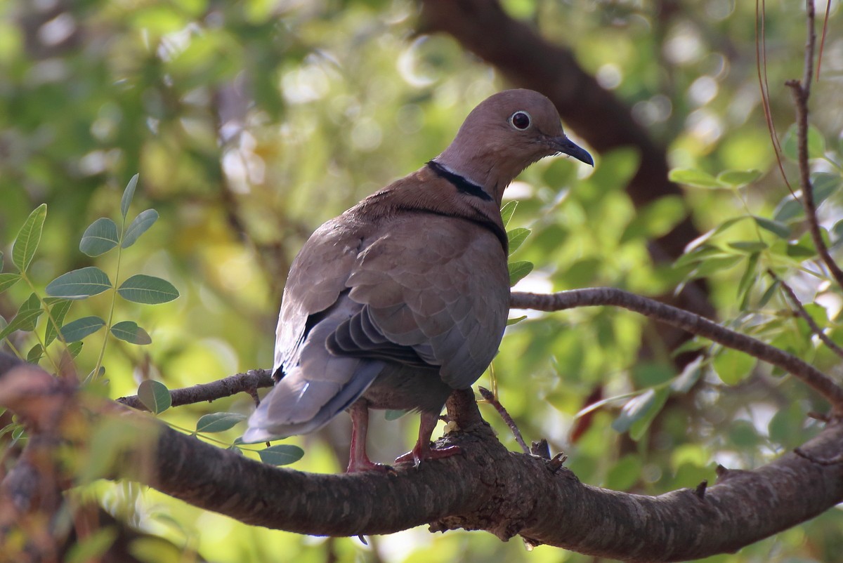 Eurasian Collared-Dove - ML609710943