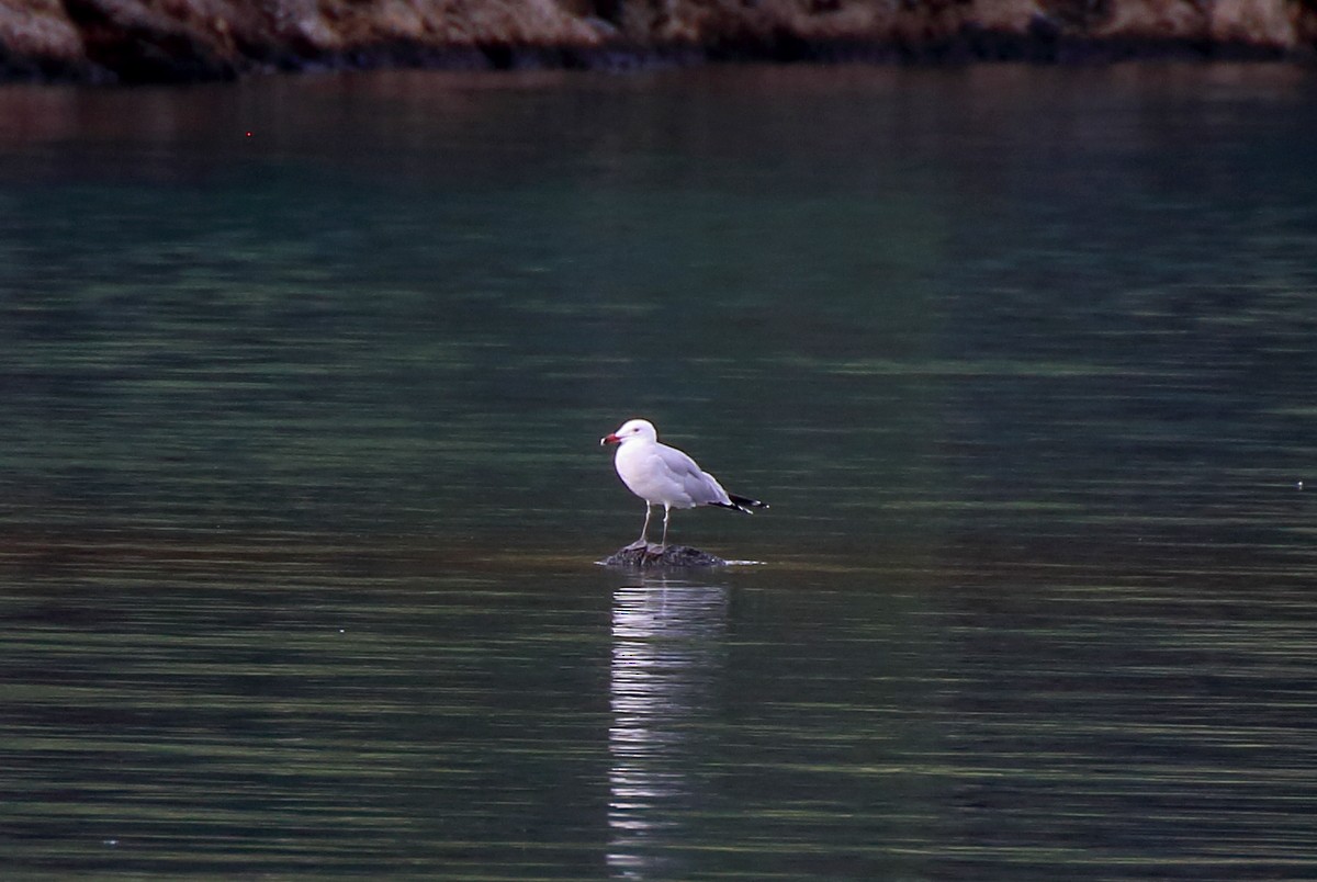 Gaviota de Audouin - ML609710952