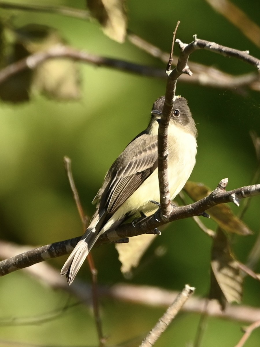 Eastern Phoebe - ML609710957