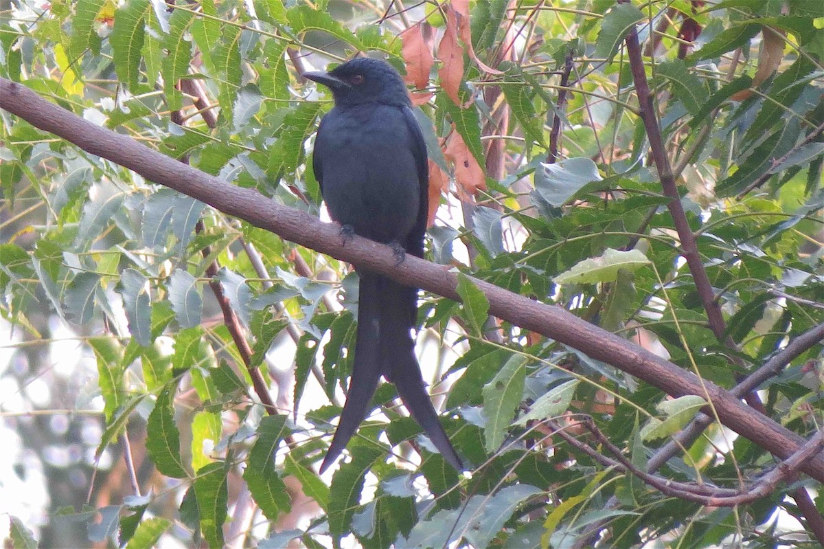 Ashy Drongo - ML609710978