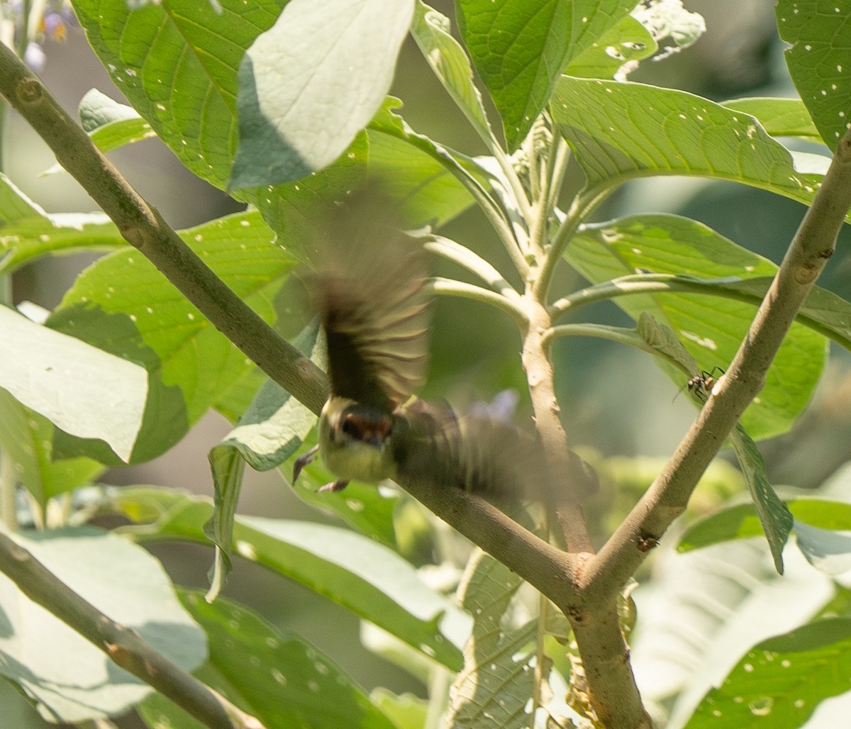 Cinnamon-faced Tyrannulet - ML609711051