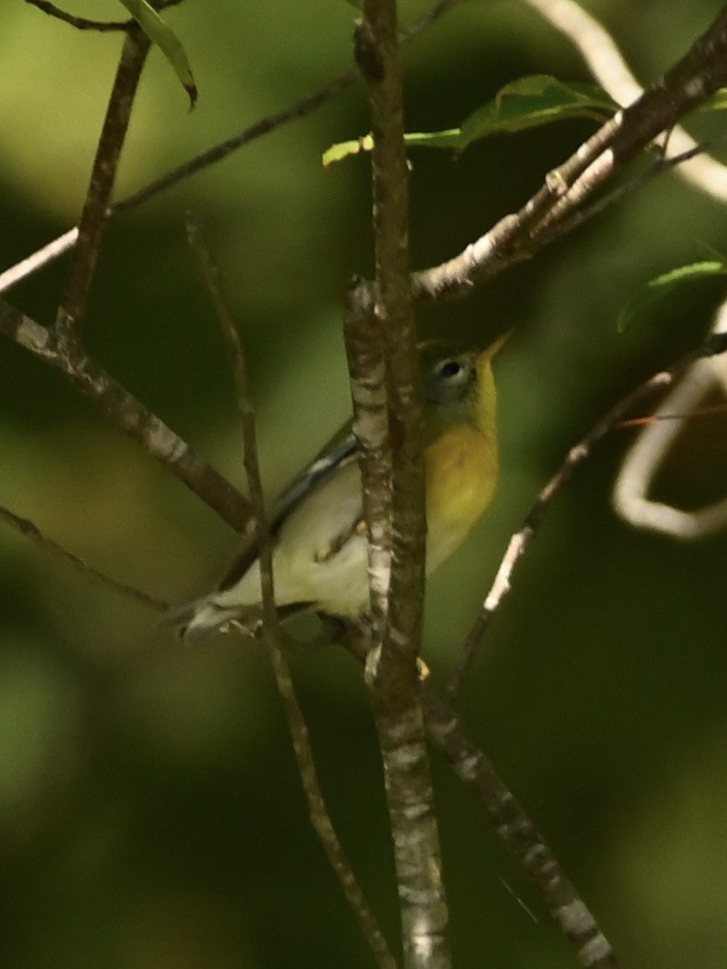 Northern Parula - ML609711134