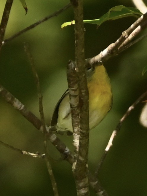 Parula Norteña - ML609711137