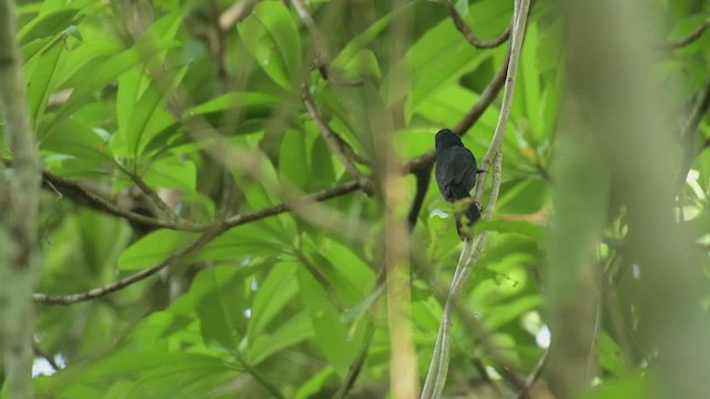 Blue-black Grosbeak - ML609711139