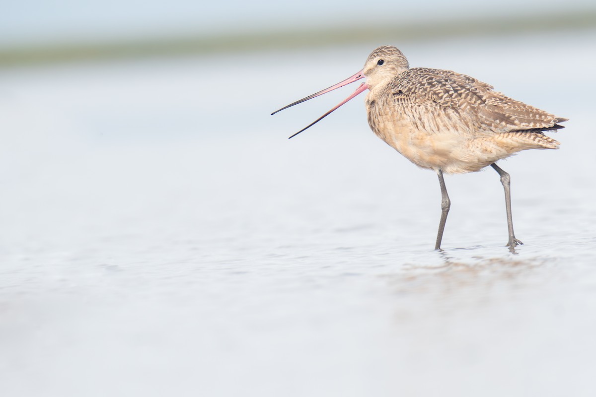 Marbled Godwit - ML609711209