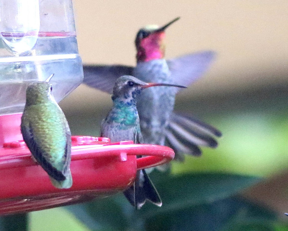 Colibrí Piquiancho Común - ML609711274