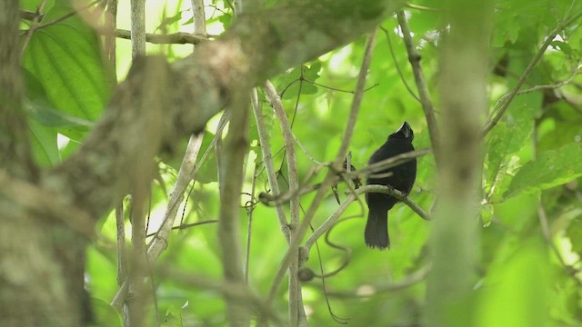 Blue-black Grosbeak - ML609711306