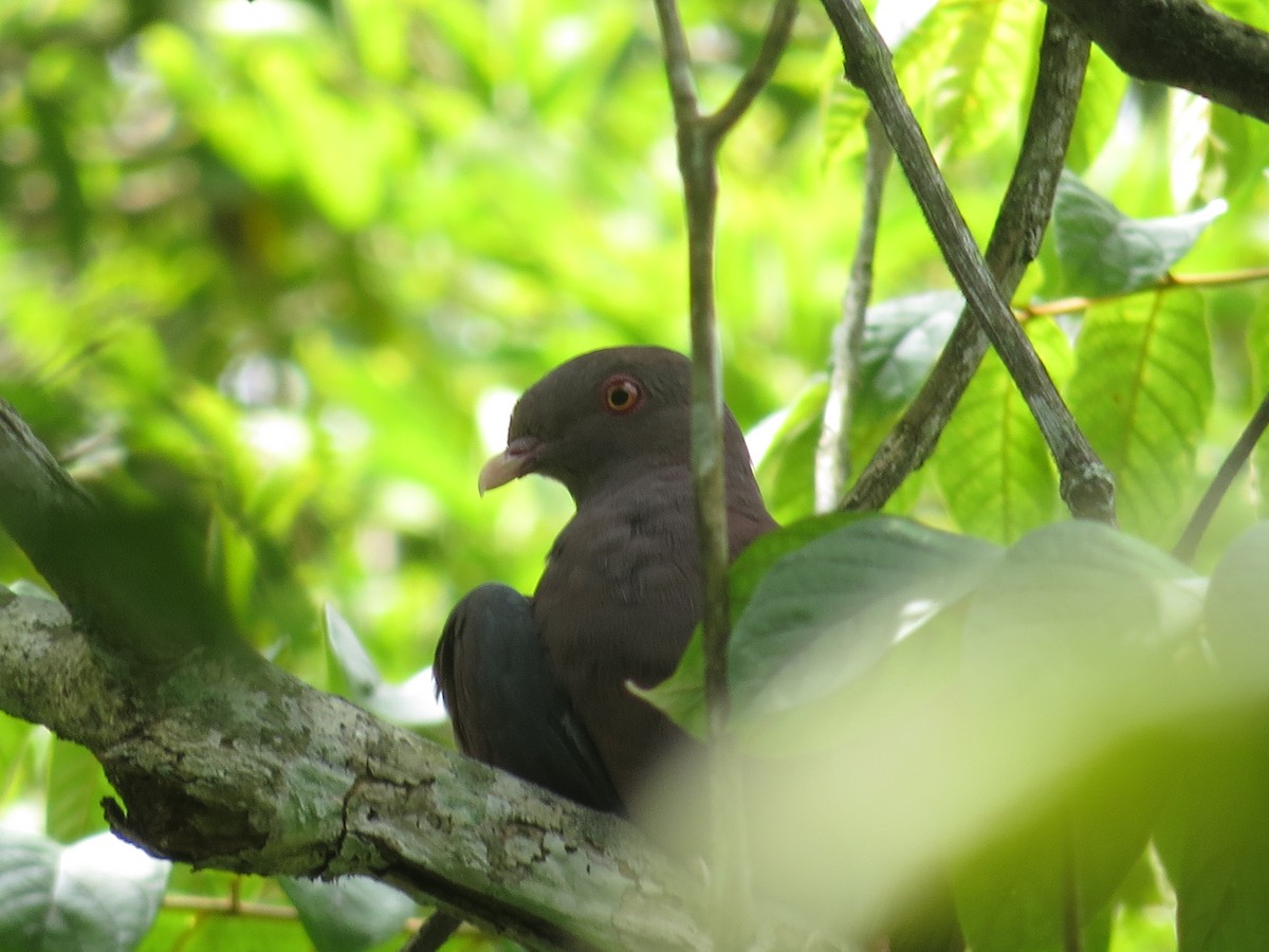Red-billed Pigeon - ML609711343