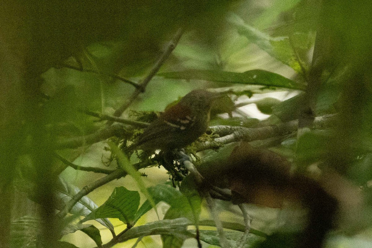 Rufous-backed Stipplethroat - Eric VanderWerf