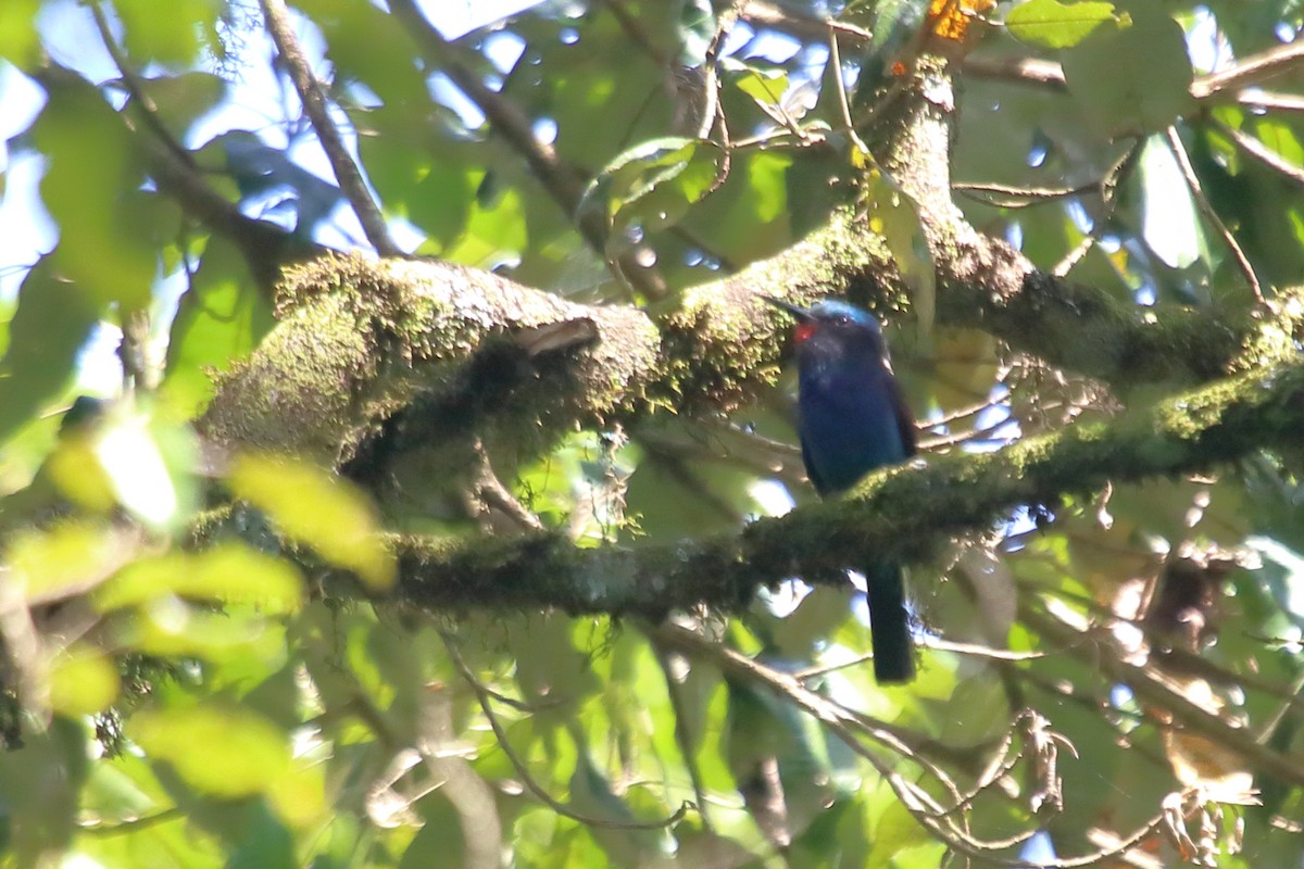 Guêpier à tête bleue - ML609711472