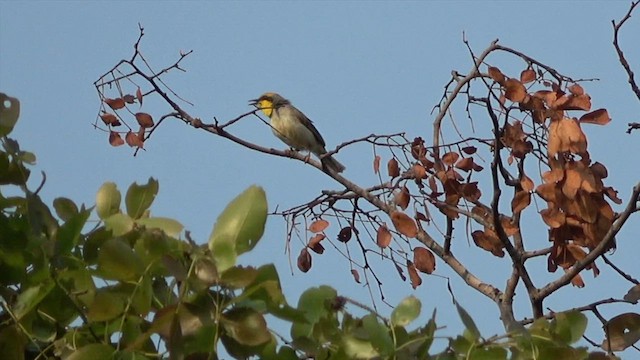 Black-necked Eremomela - ML609711496