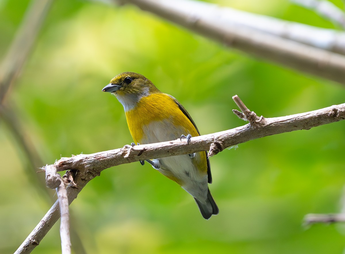 White-vented Euphonia - ML609711555