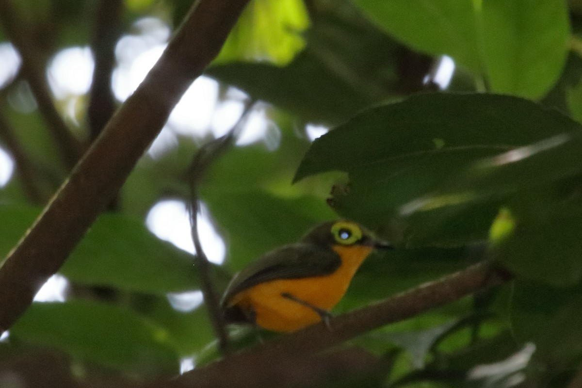 Yellow-bellied Wattle-eye - ML609711594