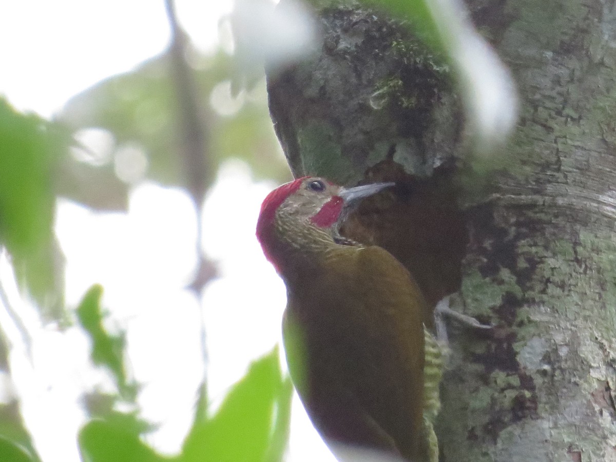 Golden-olive Woodpecker - ML609711673