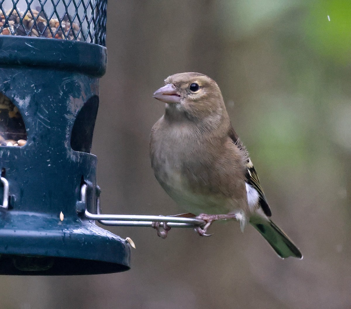 Common Chaffinch - ML609711699