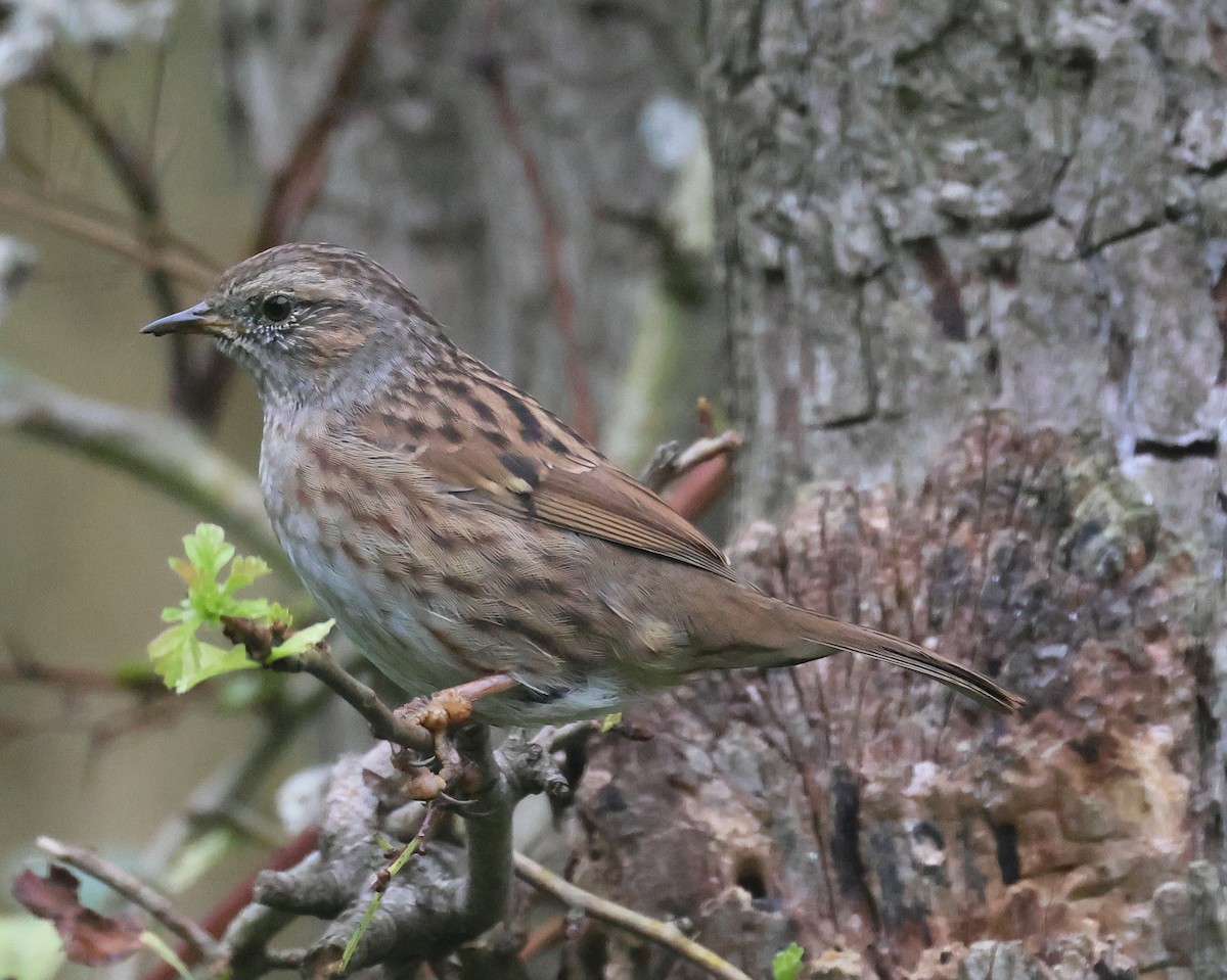 Dunnock - Pam Rasmussen