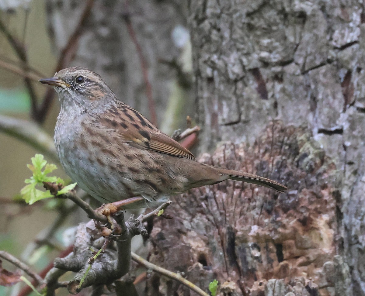 Dunnock - Pam Rasmussen