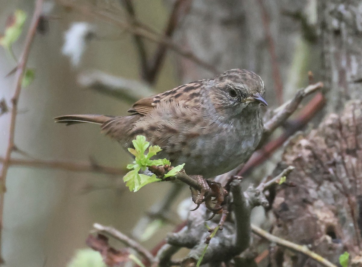 Dunnock - ML609711711