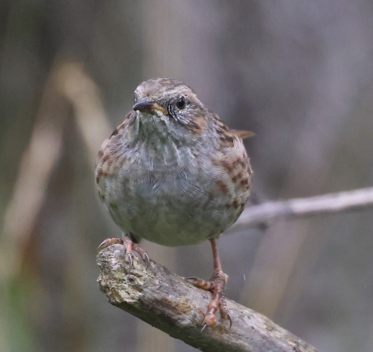 Dunnock - Pam Rasmussen