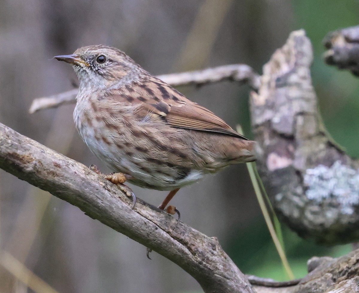 Dunnock - Pam Rasmussen