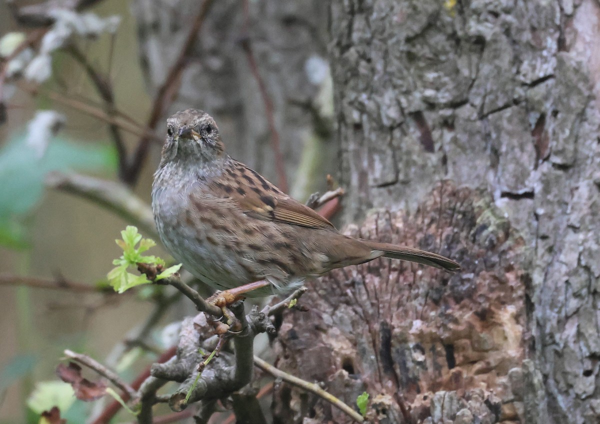 Dunnock - Pam Rasmussen