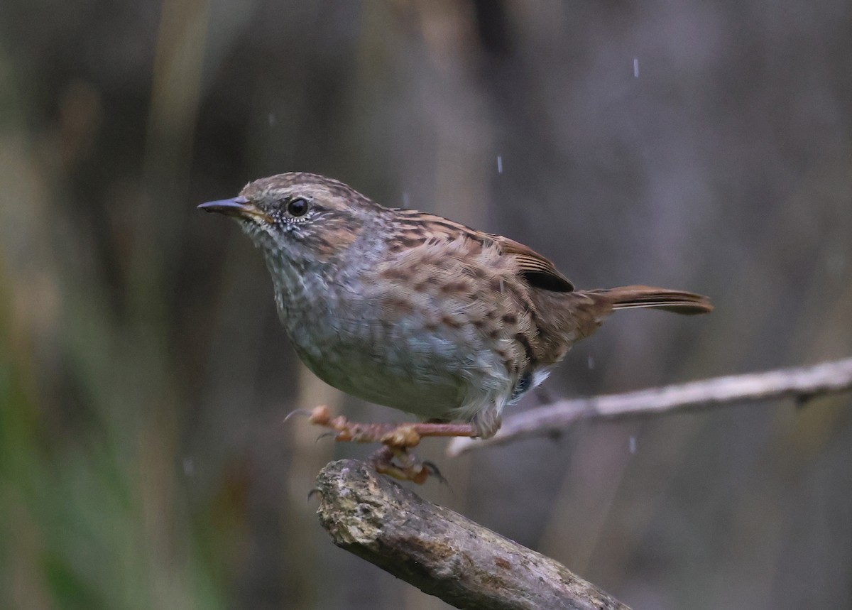 Dunnock - Pam Rasmussen