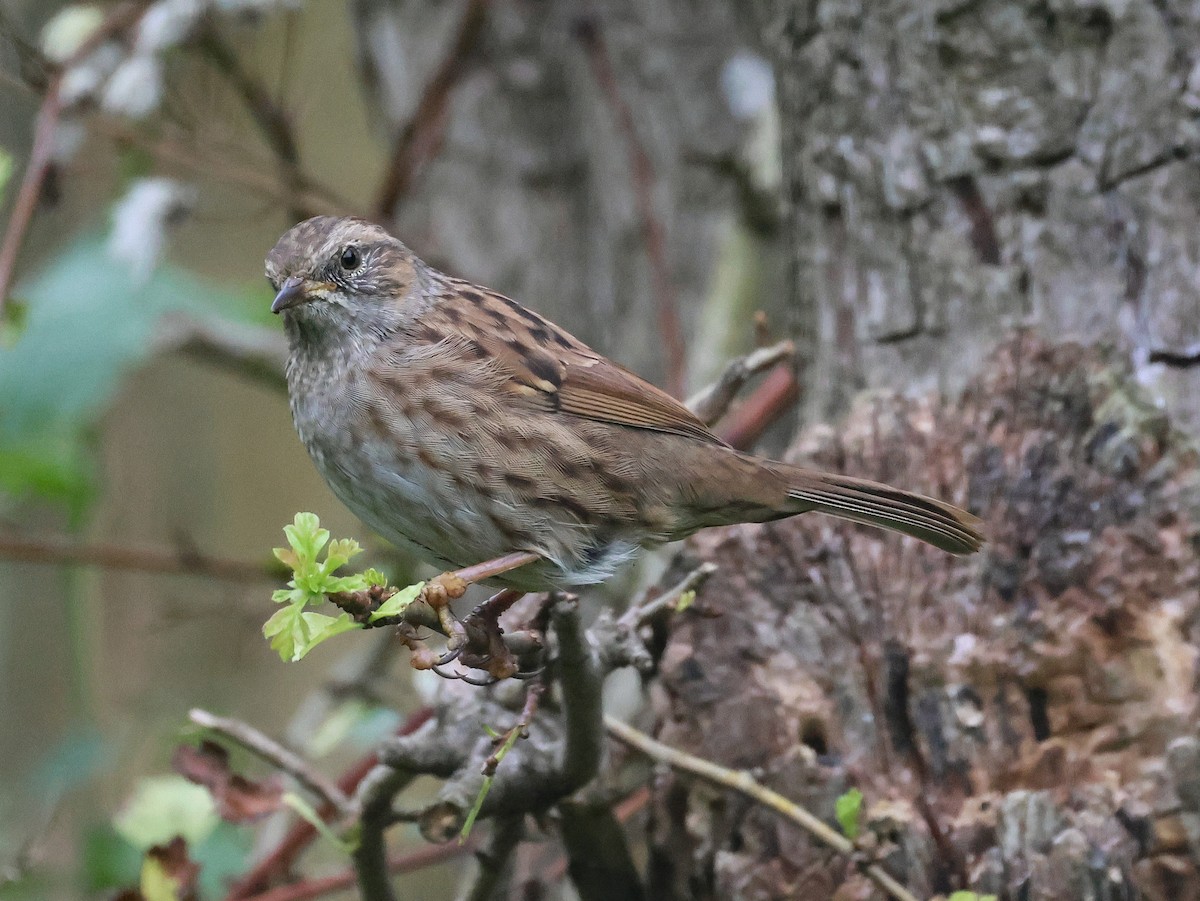 Dunnock - ML609711719