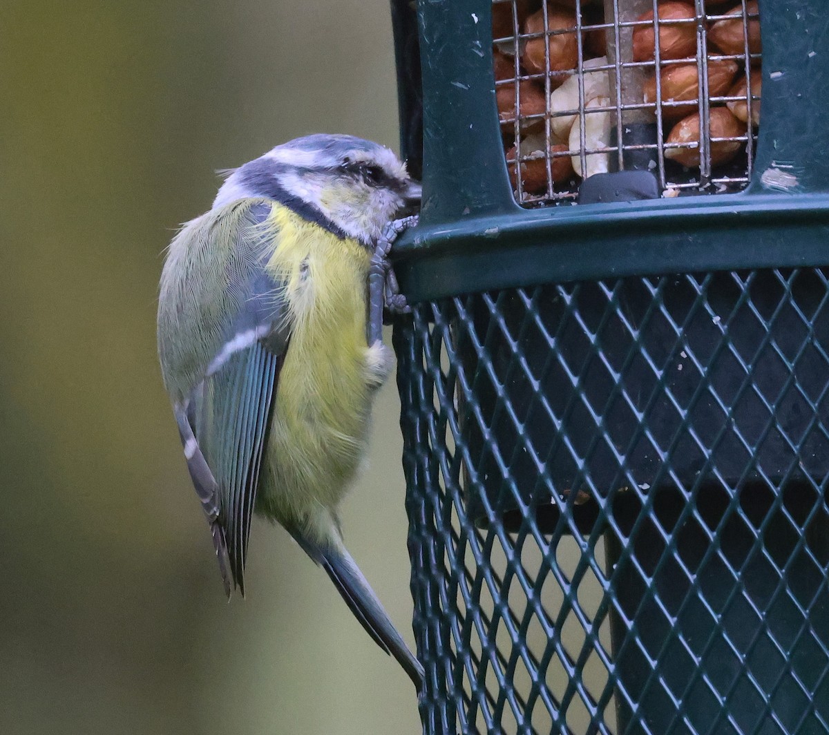 Eurasian Blue Tit - Pam Rasmussen