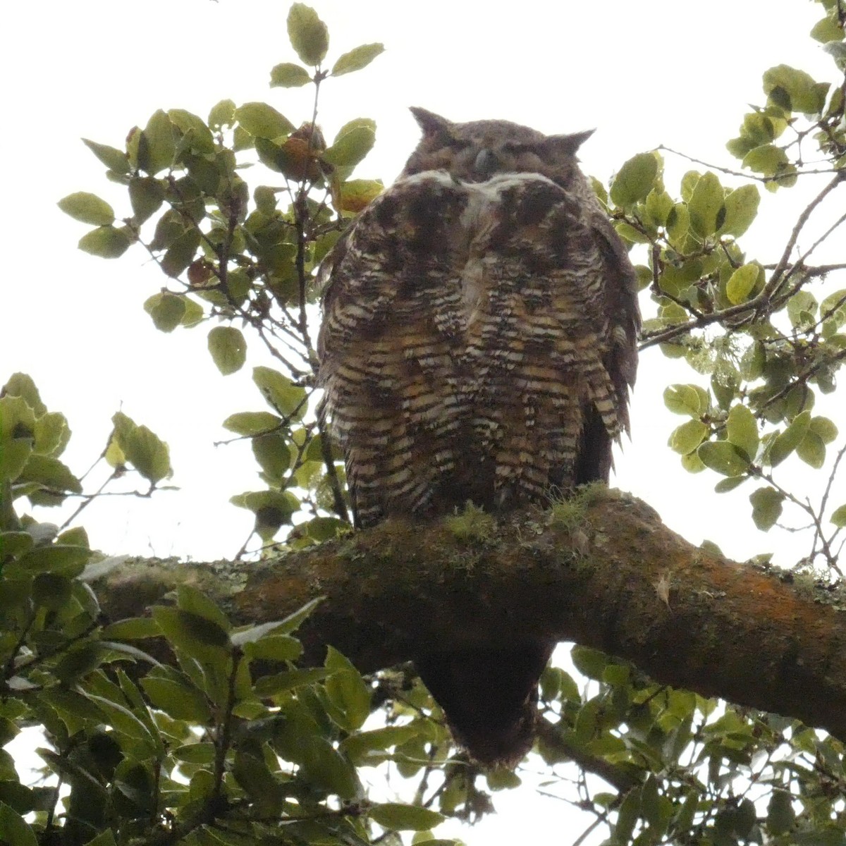 Great Horned Owl - ML609711813